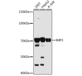 Western Blot - Anti-IMP3 Antibody [ARC0792] (A308057) - Antibodies.com