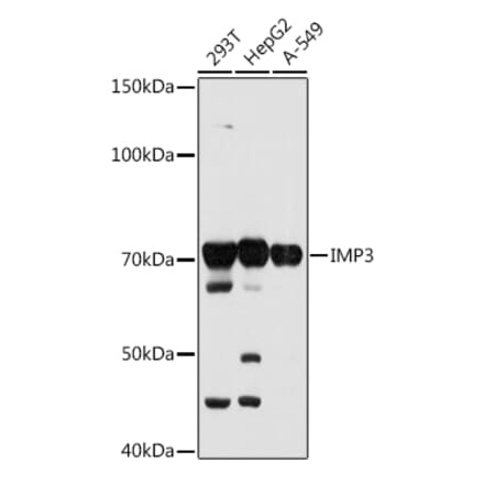 Western Blot - Anti-IMP3 Antibody [ARC0792] (A308057) - Antibodies.com