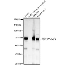 Western Blot - Anti-IMP3 Antibody [ARC0792] (A308058) - Antibodies.com