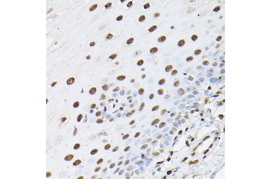Immunohistochemistry - Anti-Histone H1t Antibody (A308060) - Antibodies.com