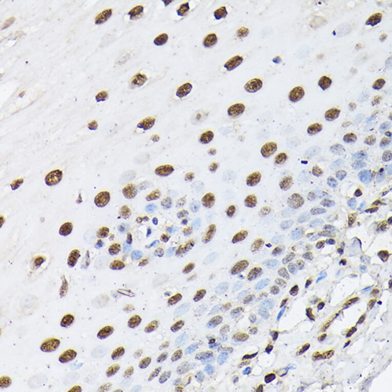 Immunohistochemistry - Anti-Histone H1t Antibody (A308060) - Antibodies.com