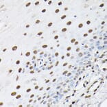 Immunohistochemistry - Anti-Histone H1t Antibody (A308060) - Antibodies.com