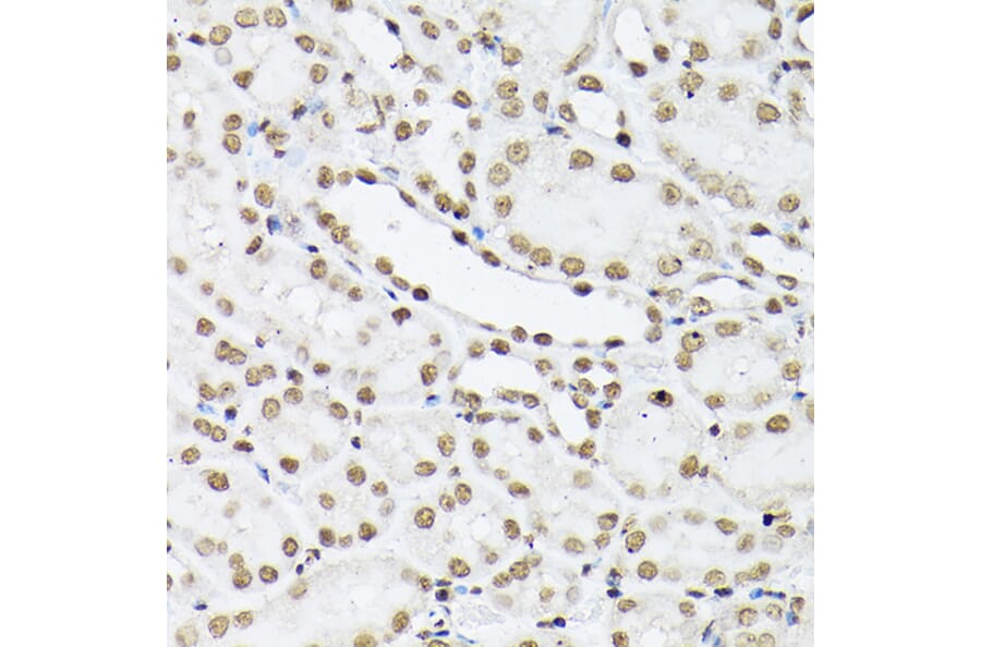 Immunohistochemistry - Anti-Histone H1t Antibody (A308060) - Antibodies.com