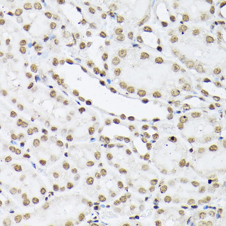 Immunohistochemistry - Anti-Histone H1t Antibody (A308060) - Antibodies.com