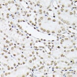 Immunohistochemistry - Anti-Histone H1t Antibody (A308060) - Antibodies.com