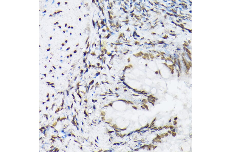 Immunohistochemistry - Anti-Histone H1t Antibody (A308060) - Antibodies.com