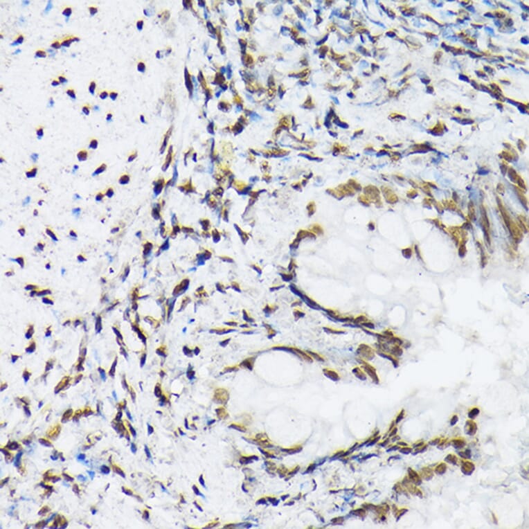 Immunohistochemistry - Anti-Histone H1t Antibody (A308060) - Antibodies.com