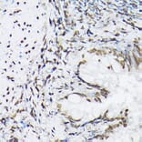 Immunohistochemistry - Anti-Histone H1t Antibody (A308060) - Antibodies.com