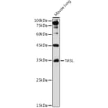 Western Blot - Anti-TASL Antibody (A308062) - Antibodies.com
