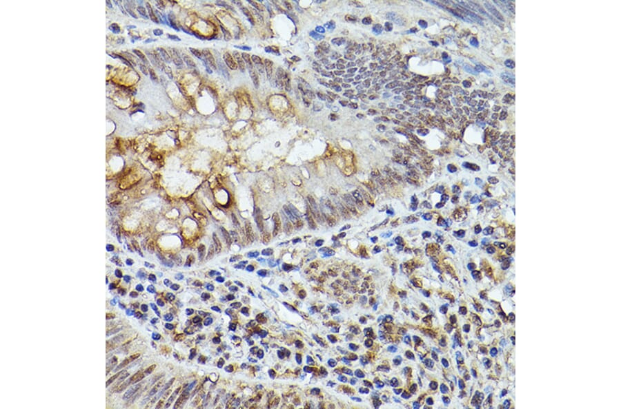 Immunohistochemistry - Anti-TASL Antibody (A308062) - Antibodies.com
