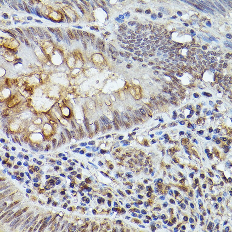 Immunohistochemistry - Anti-TASL Antibody (A308062) - Antibodies.com