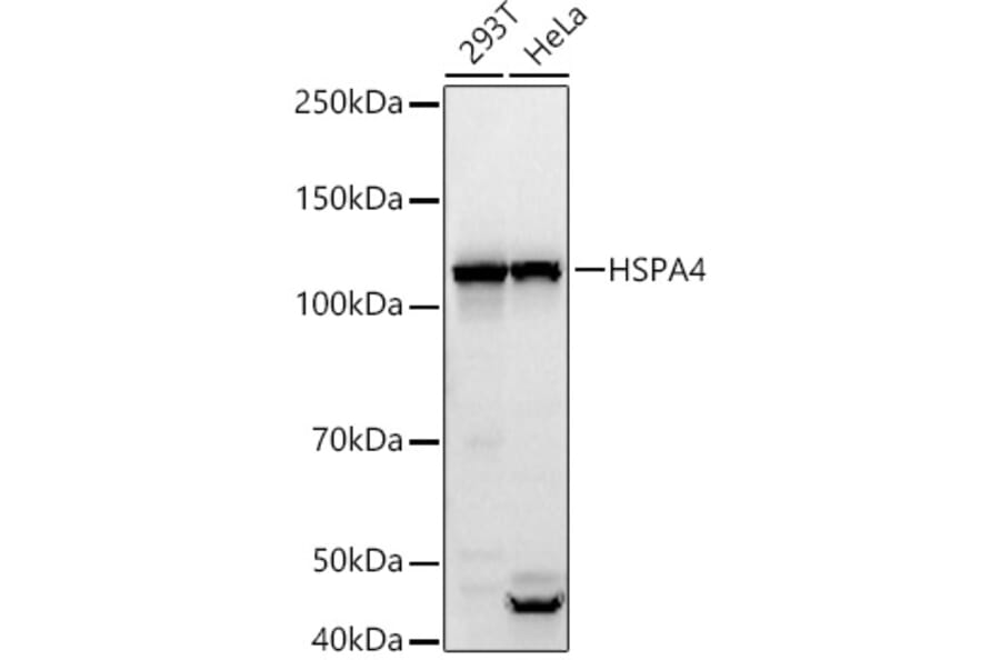 Western Blot - Anti-HSPA4 Antibody (A308064) - Antibodies.com