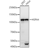 Western Blot - Anti-HSPA4 Antibody (A308064) - Antibodies.com