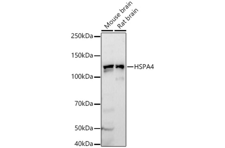 Western Blot - Anti-HSPA4 Antibody (A308064) - Antibodies.com