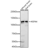 Western Blot - Anti-HSPA4 Antibody (A308064) - Antibodies.com