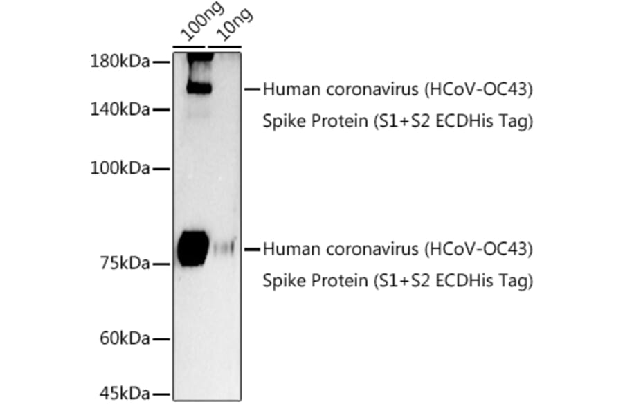 Western Blot - Anti-Human Coronavirus Spike glycoprotein Antibody (A308071) - Antibodies.com