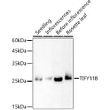 Western Blot - Anti-TIFY11B Antibody (A308072) - Antibodies.com