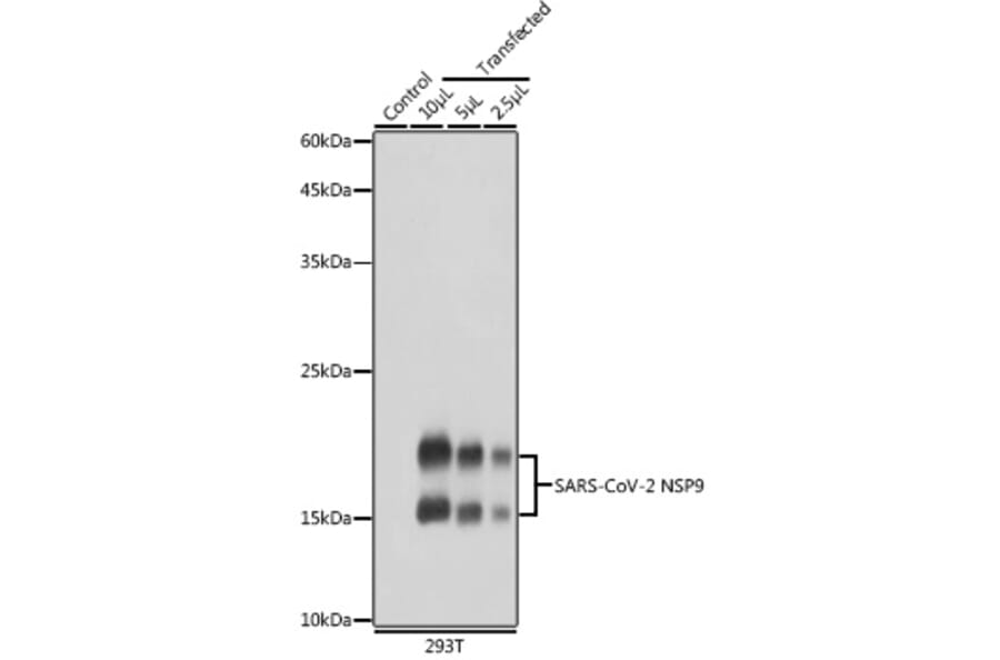 Western Blot - Anti-SARS-CoV2 NSP9 Antibody (A308073) - Antibodies.com