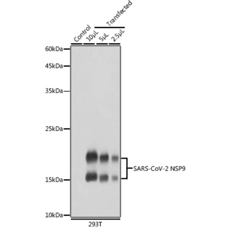 Western Blot - Anti-SARS-CoV2 NSP9 Antibody (A308073) - Antibodies.com