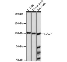 Western Blot - Anti-Cdc27 Antibody [ARC1947] (A308077) - Antibodies.com