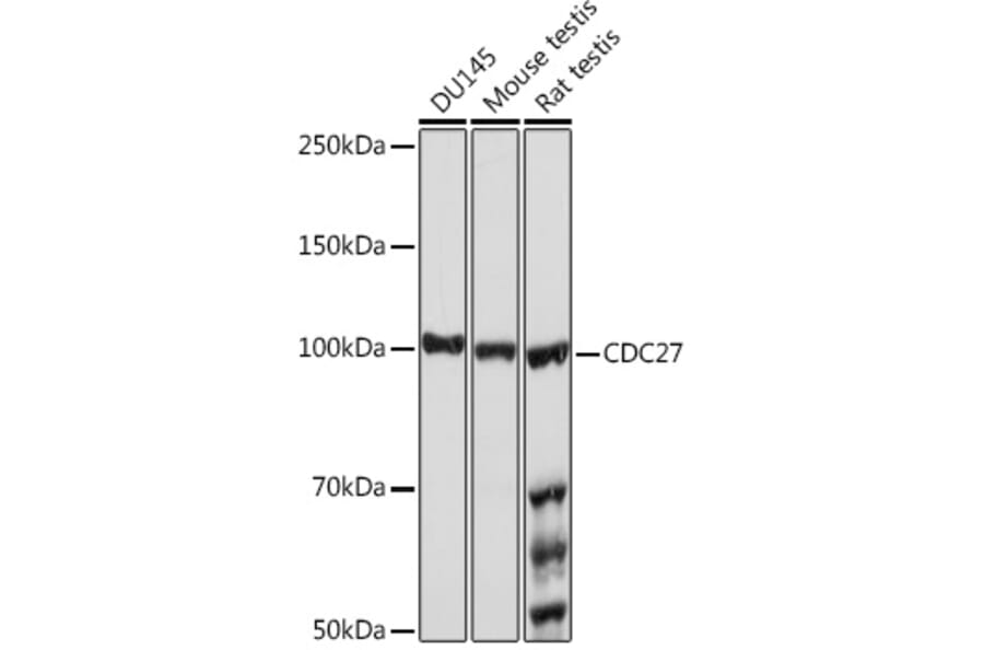 Western Blot - Anti-Cdc27 Antibody [ARC1947] (A308077) - Antibodies.com