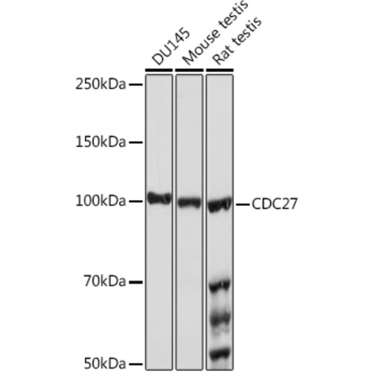 Western Blot - Anti-Cdc27 Antibody [ARC1947] (A308077) - Antibodies.com