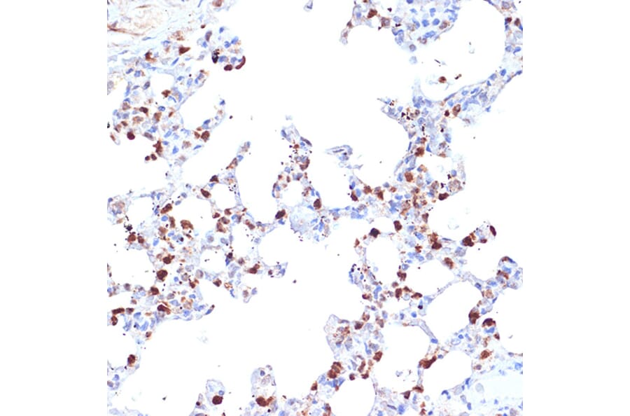 Immunohistochemistry - Anti-ARTS1/ERAP1 Antibody [ARC2120] (A308078) - Antibodies.com