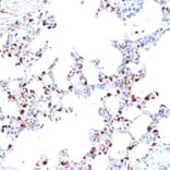 Immunohistochemistry - Anti-ARTS1/ERAP1 Antibody [ARC2120] (A308078) - Antibodies.com