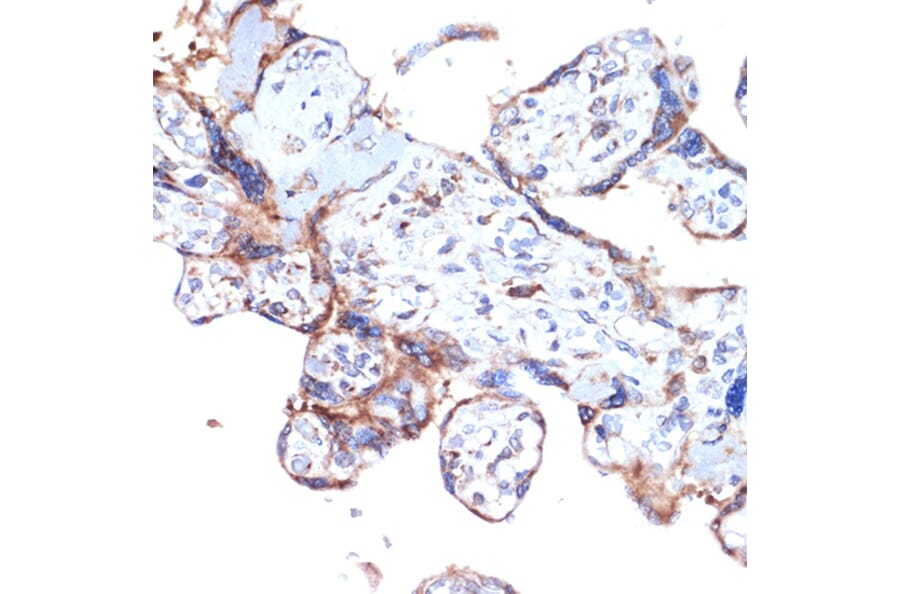 Immunohistochemistry - Anti-ARTS1/ERAP1 Antibody [ARC2120] (A308078) - Antibodies.com