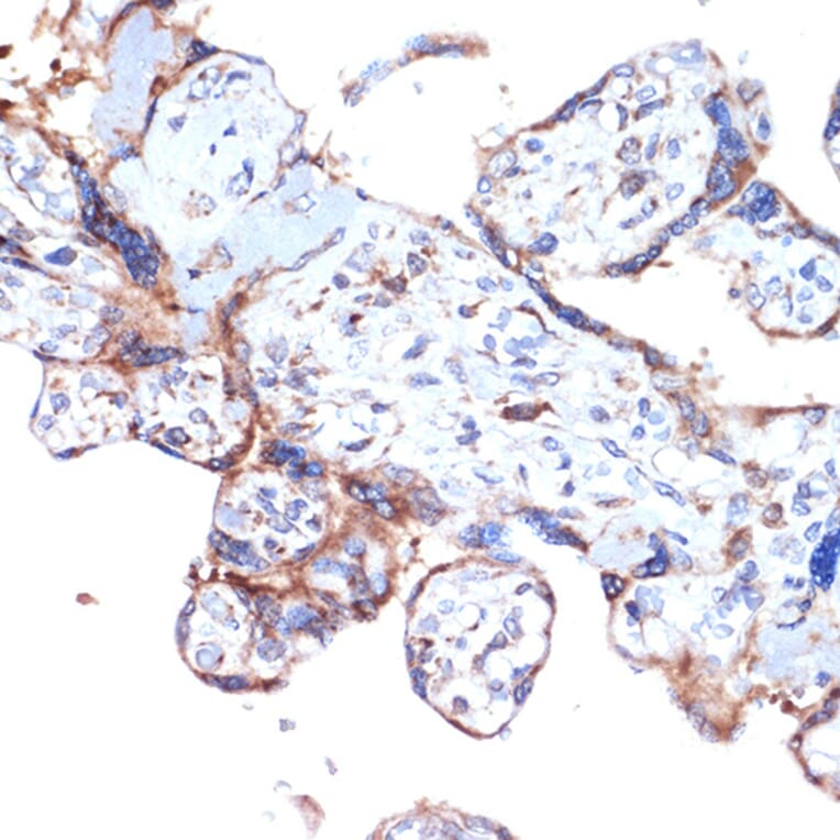 Immunohistochemistry - Anti-ARTS1/ERAP1 Antibody [ARC2120] (A308078) - Antibodies.com