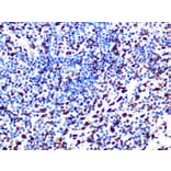 Immunohistochemistry - Anti-SAMHD1 Antibody [ARC1050] (A308079) - Antibodies.com