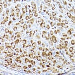 Immunohistochemistry - Anti-Acetyl Coenzyme A carboxylase alpha Antibody (A308082) - Antibodies.com