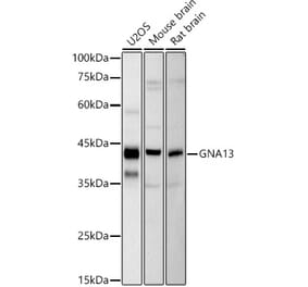 Western Blot - Anti-GNA13 Antibody [ARC2874] (A308085) - Antibodies.com