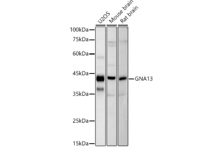 Western Blot - Anti-GNA13 Antibody [ARC2874] (A308085) - Antibodies.com