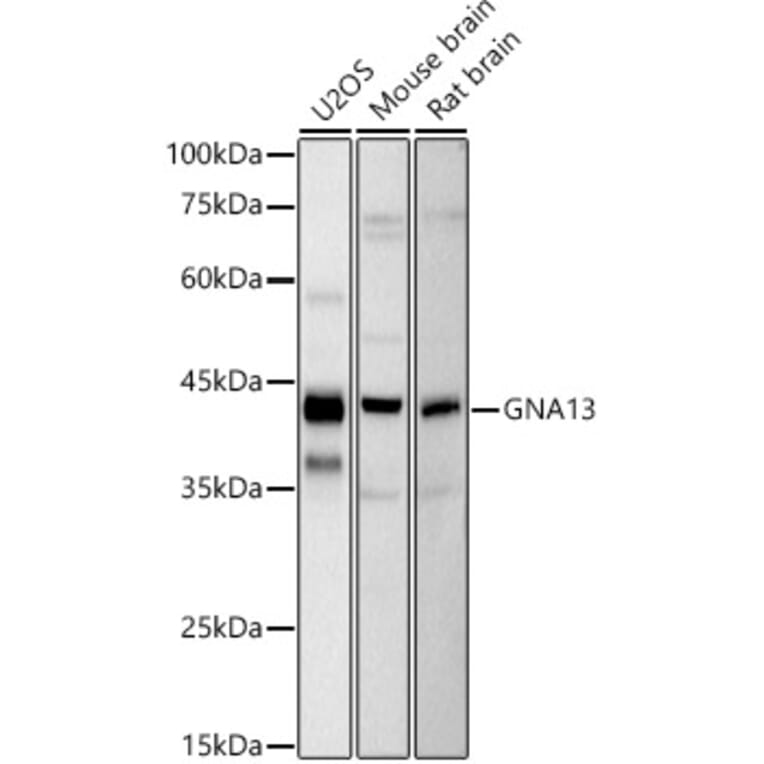 Western Blot - Anti-GNA13 Antibody [ARC2874] (A308085) - Antibodies.com