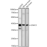 Western Blot - Anti-GNA13 Antibody [ARC2874] (A308085) - Antibodies.com