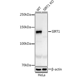 Western Blot - Anti-SIRT1 Antibody [ARC0146] (A308086) - Antibodies.com