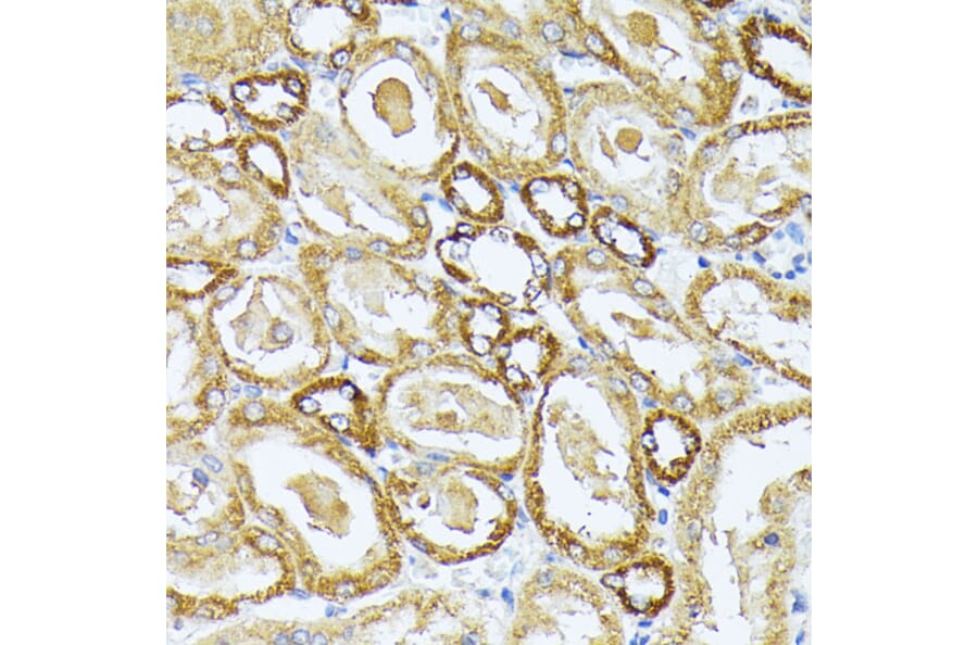 Immunohistochemistry - Anti-Complex IV Antibody (A308092) - Antibodies.com