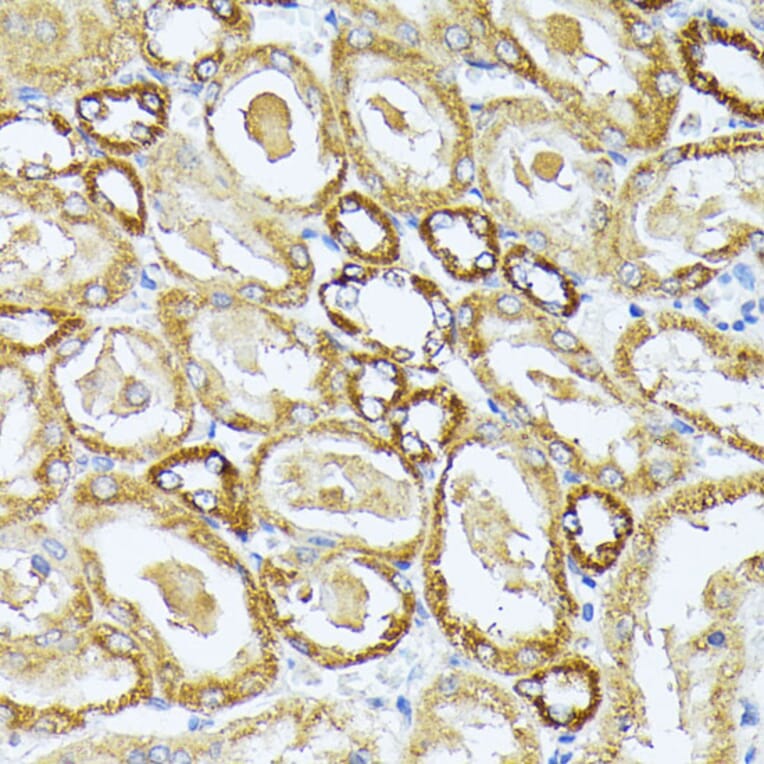Immunohistochemistry - Anti-Complex IV Antibody (A308092) - Antibodies.com