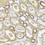 Immunohistochemistry - Anti-Complex IV Antibody (A308092) - Antibodies.com