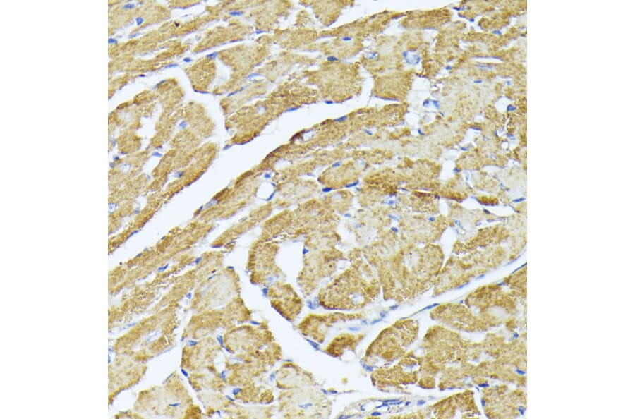 Immunohistochemistry - Anti-Complex IV Antibody (A308092) - Antibodies.com