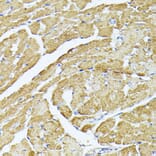 Immunohistochemistry - Anti-Complex IV Antibody (A308092) - Antibodies.com
