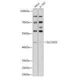 Western Blot - Anti-SLC35D3 Antibody (A308097) - Antibodies.com