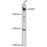 Western Blot - Anti-CENPF Antibody (A308098) - Antibodies.com