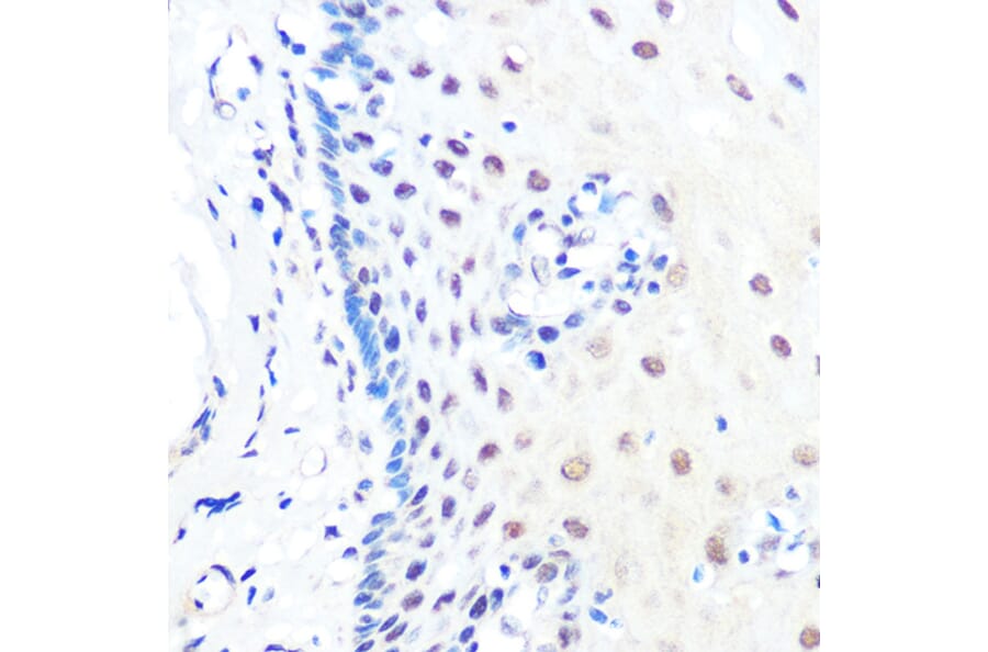 Immunohistochemistry - Anti-KLF4 Antibody [ARC0721] (A308102) - Antibodies.com