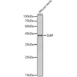 Western Blot - Anti-SLBP Antibody (A308103) - Antibodies.com
