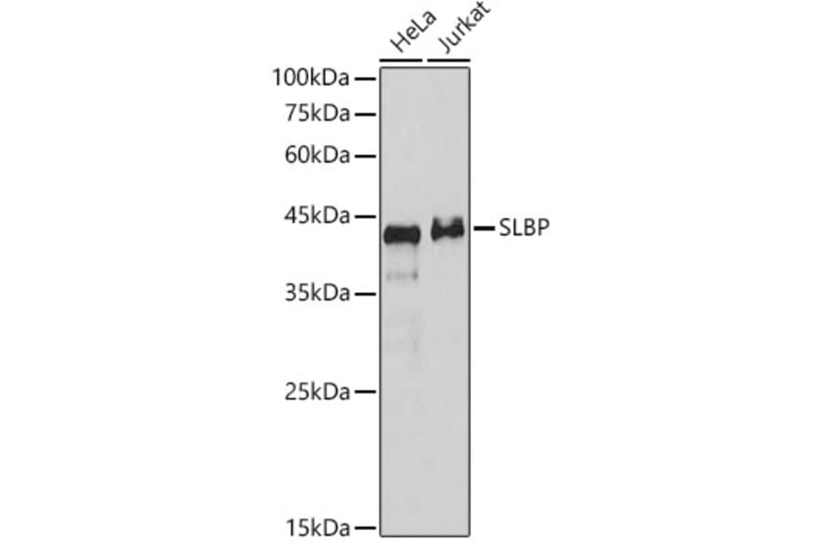 Western Blot - Anti-SLBP Antibody (A308103) - Antibodies.com