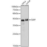 Western Blot - Anti-SLBP Antibody (A308103) - Antibodies.com