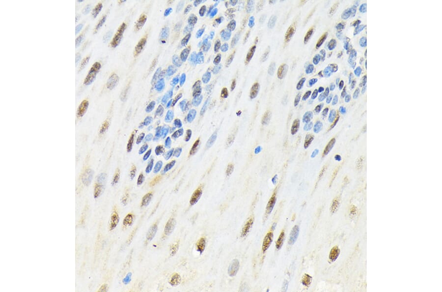 Immunohistochemistry - Anti-SLBP Antibody (A308103) - Antibodies.com