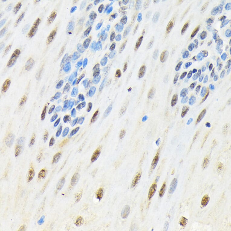 Immunohistochemistry - Anti-SLBP Antibody (A308103) - Antibodies.com